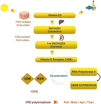 Vitamin D and adrenal gland: Myth or reality? A systematic review